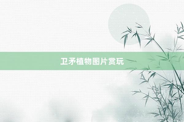 卫矛植物图片赏玩